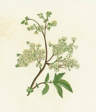 Engsød eller dråbeurt, Spiraea Ulmaria af English School